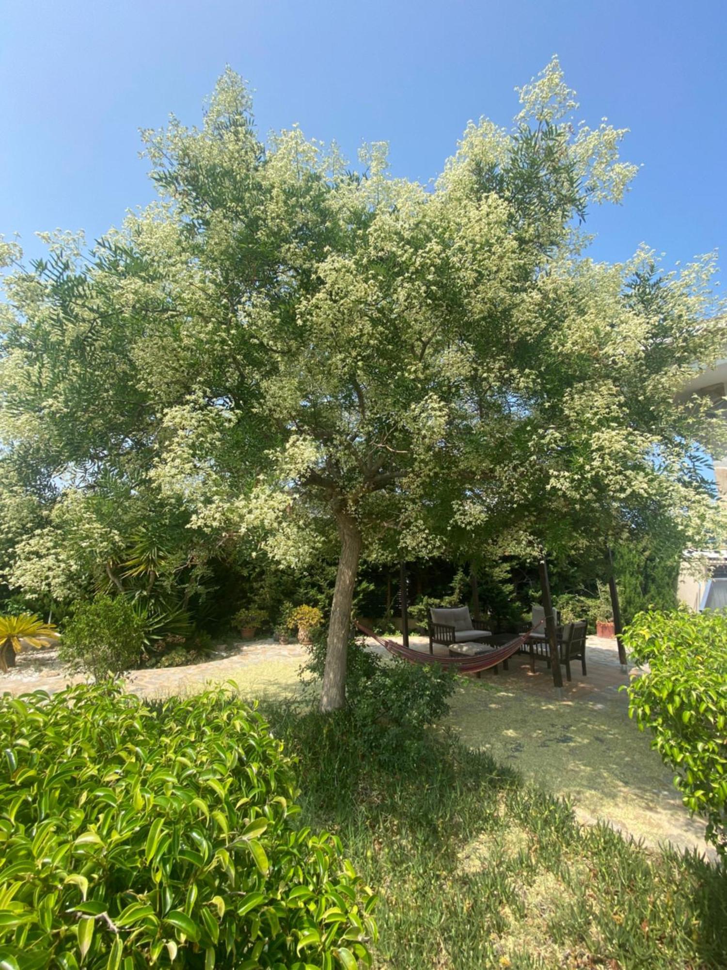 Casa Lusentum Villa Torrevieja Ngoại thất bức ảnh